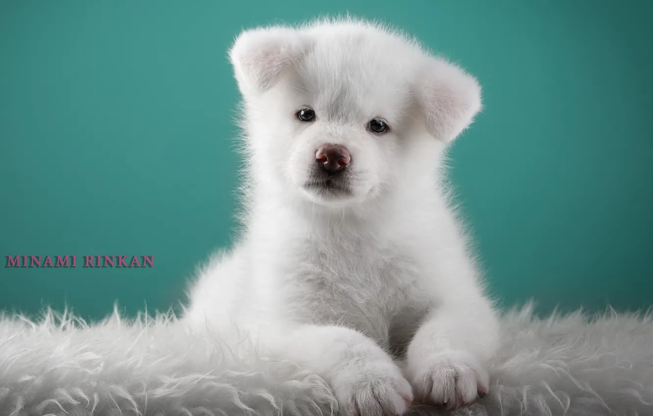 Photo wallpaper white, cute, puppy, Japanese Akita