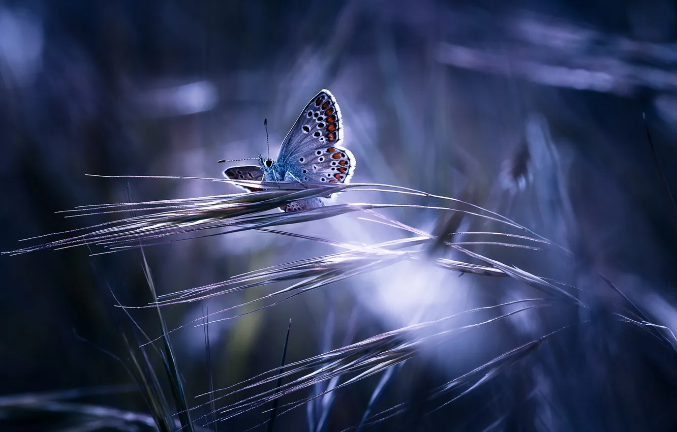 Photo wallpaper nature, background, butterfly, color