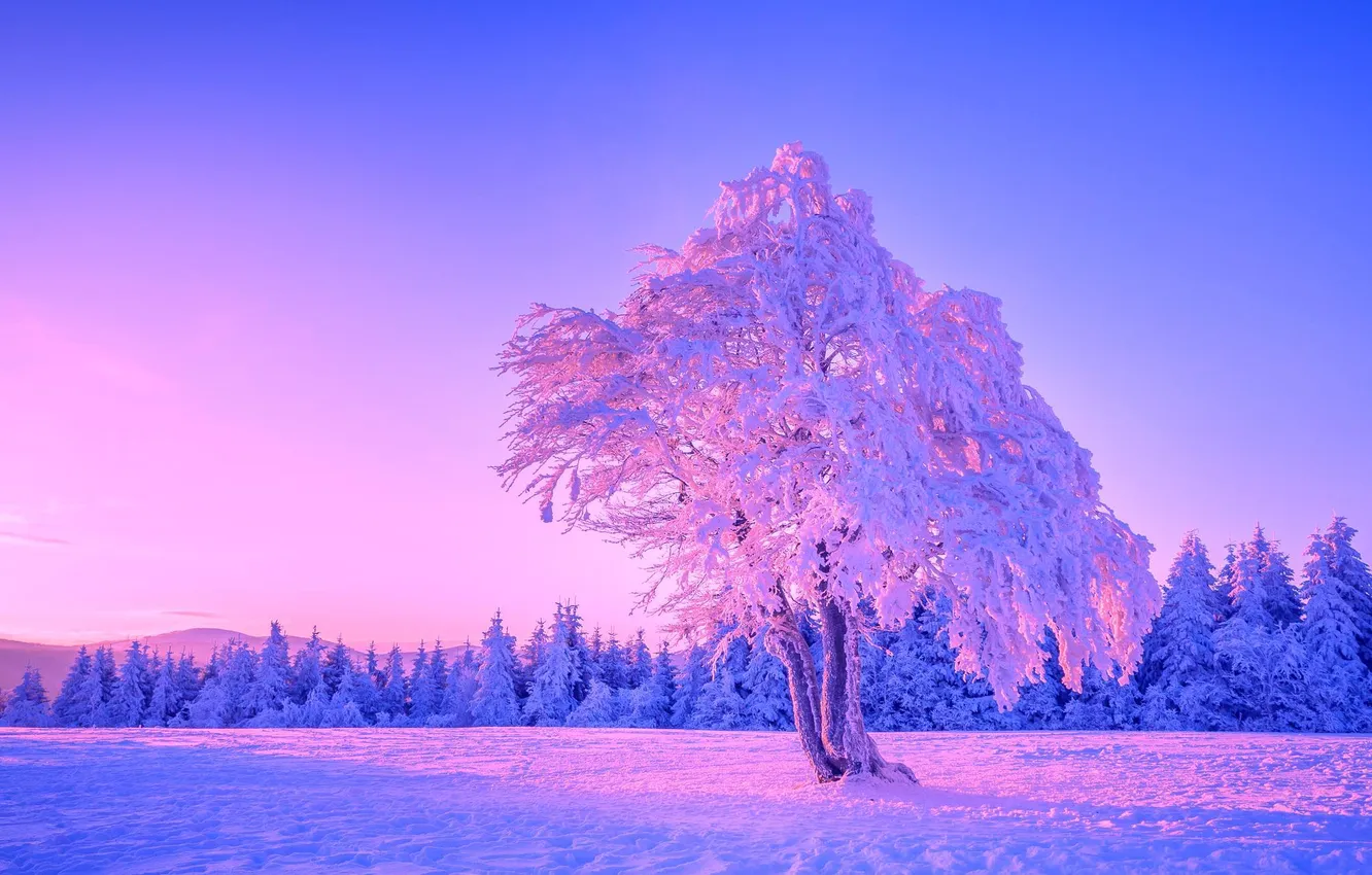 Photo wallpaper winter, forest, the sky, snow, trees, sunset
