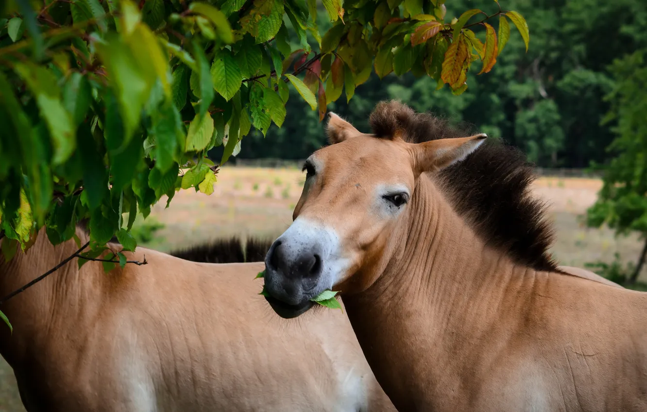 Photo wallpaper nature, horse, Przewalski-Pferd