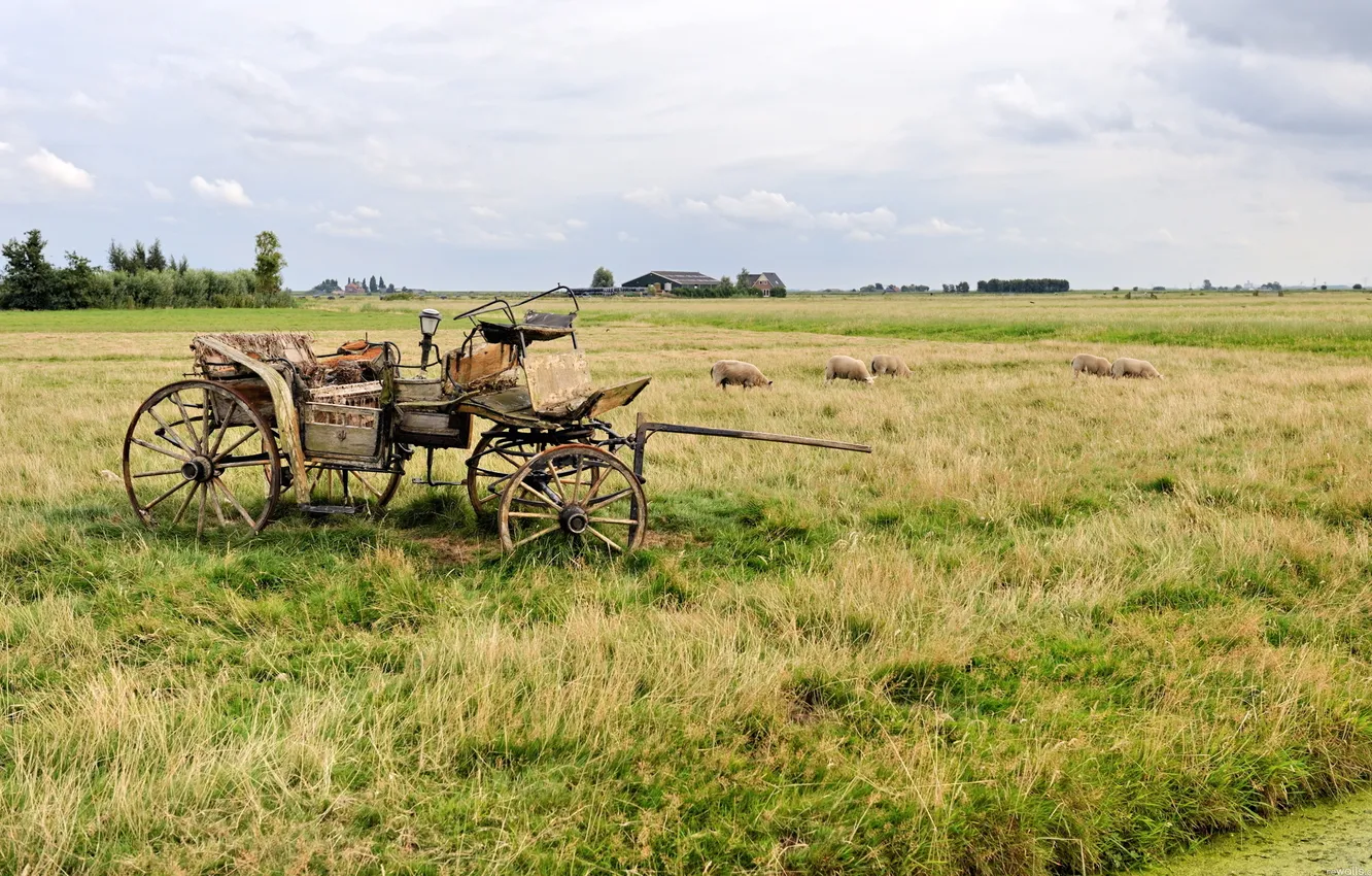 Photo wallpaper field, the sky, animal, home, plain, horizon, wagon, cart