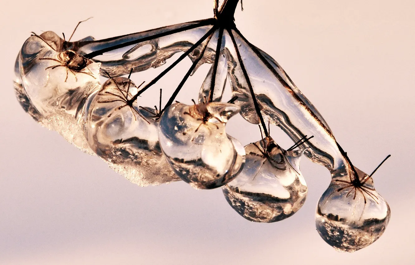 Photo wallpaper drops, branches, ice