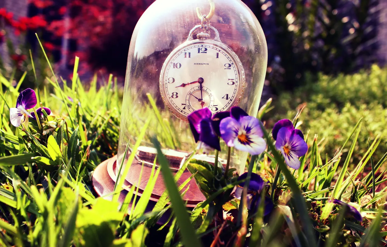 Photo wallpaper summer, grass, glass, watch, Pansy