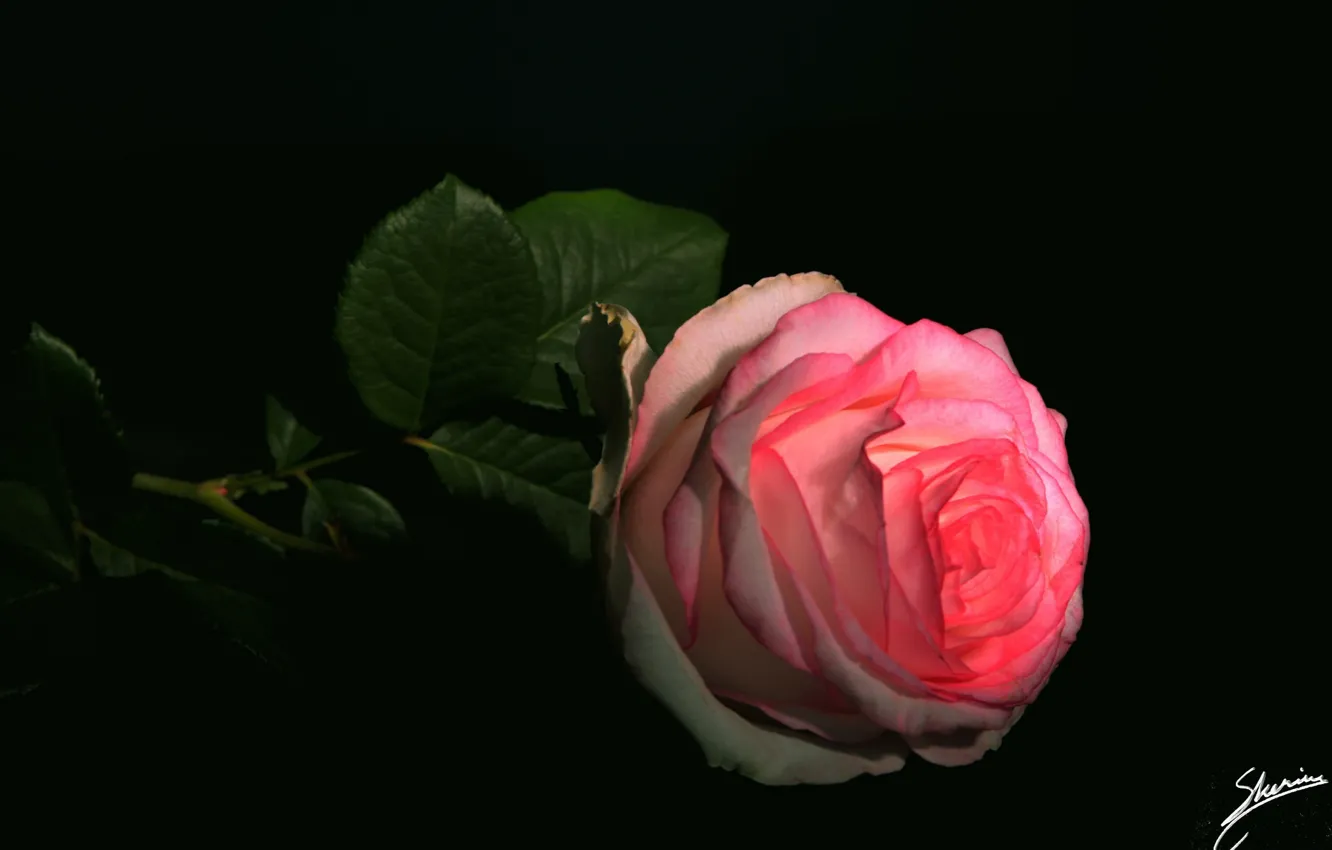 Photo wallpaper rose, black background, pink rose