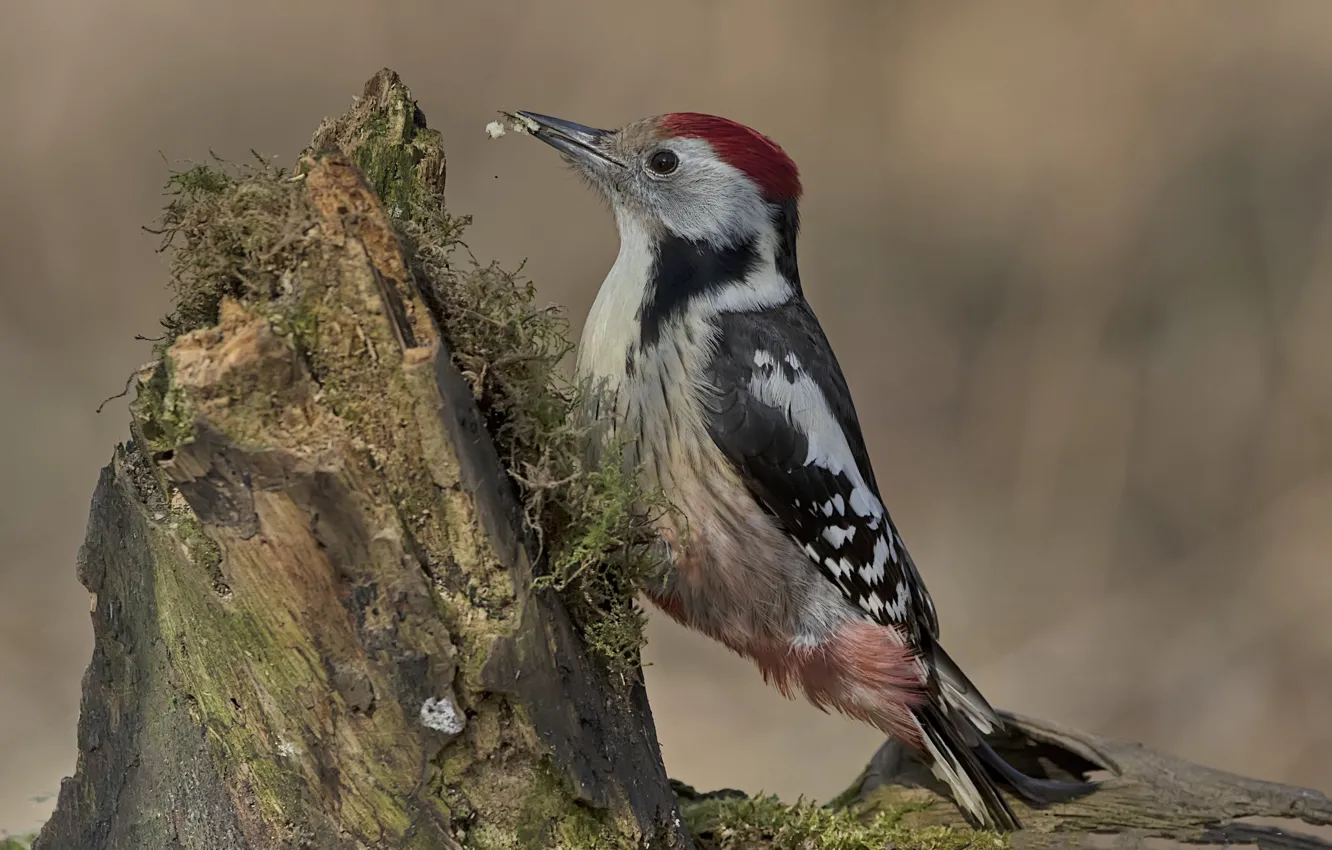 Photo wallpaper bird, stump, woodpecker
