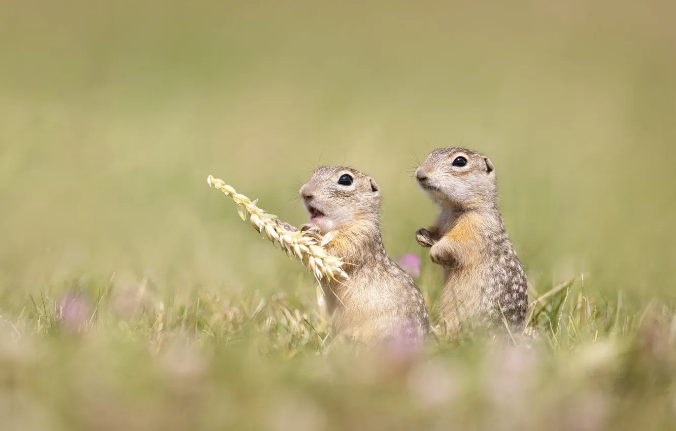 Photo wallpaper glade, blur, spikelets, a couple, gopher, stand, mining, two gopher