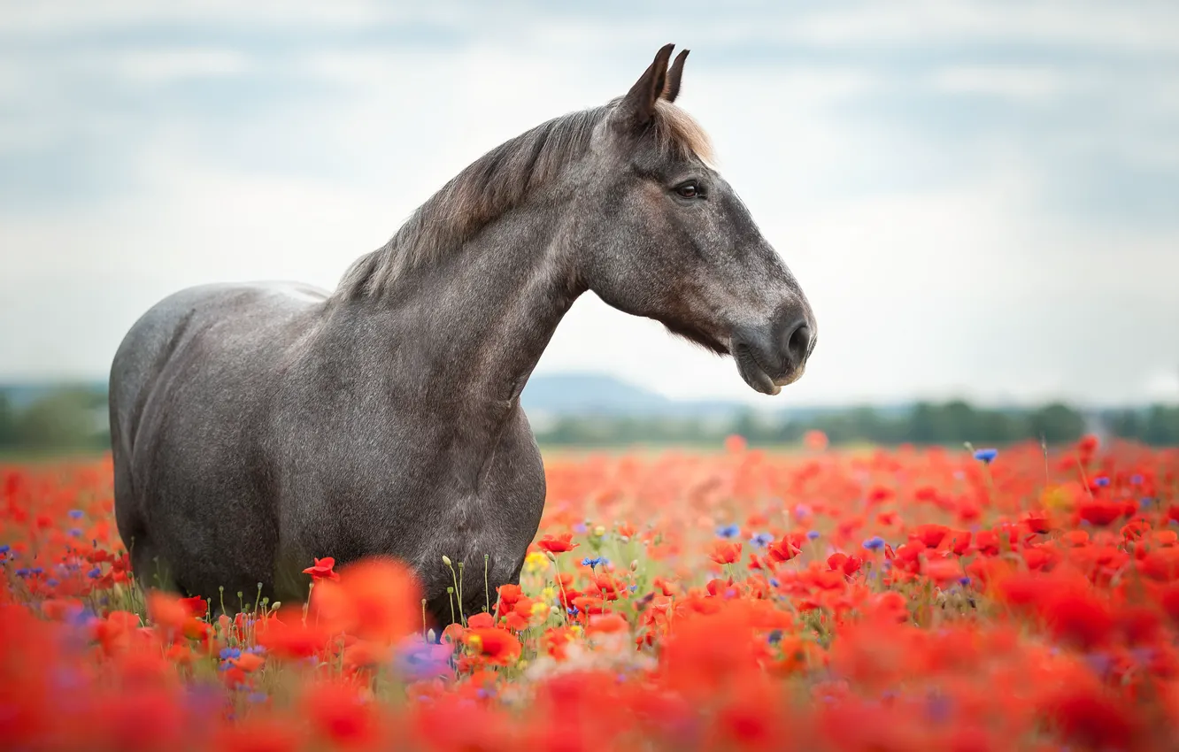 Photo wallpaper field, summer, nature, horse, Maki