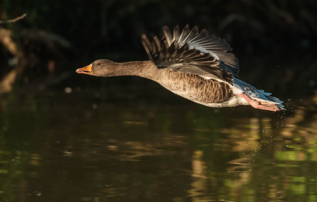 Photo wallpaper frame, the time, geese, Mallard