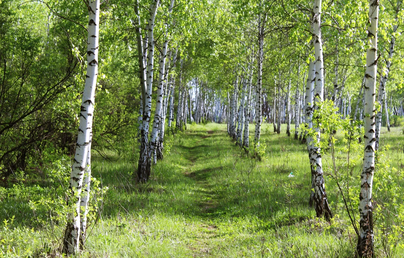 Photo wallpaper forest, summer, grass, beauty, day, birch, grove