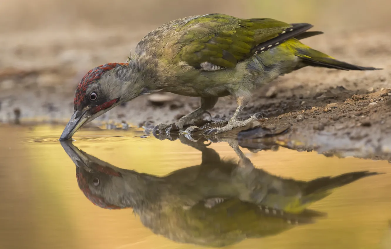 Photo wallpaper bird, puddle, woodpecker