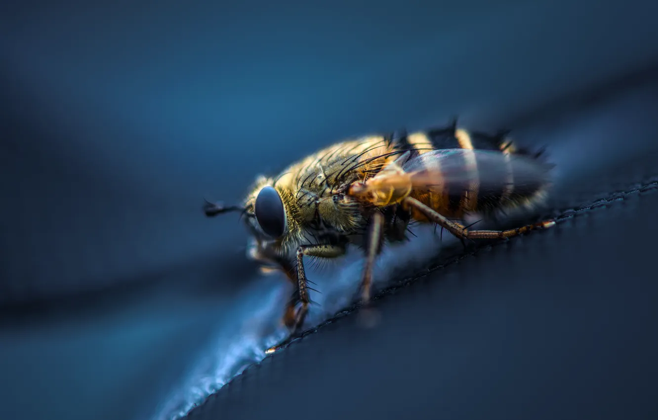 Photo wallpaper eyes, fly, wings, paws, ring