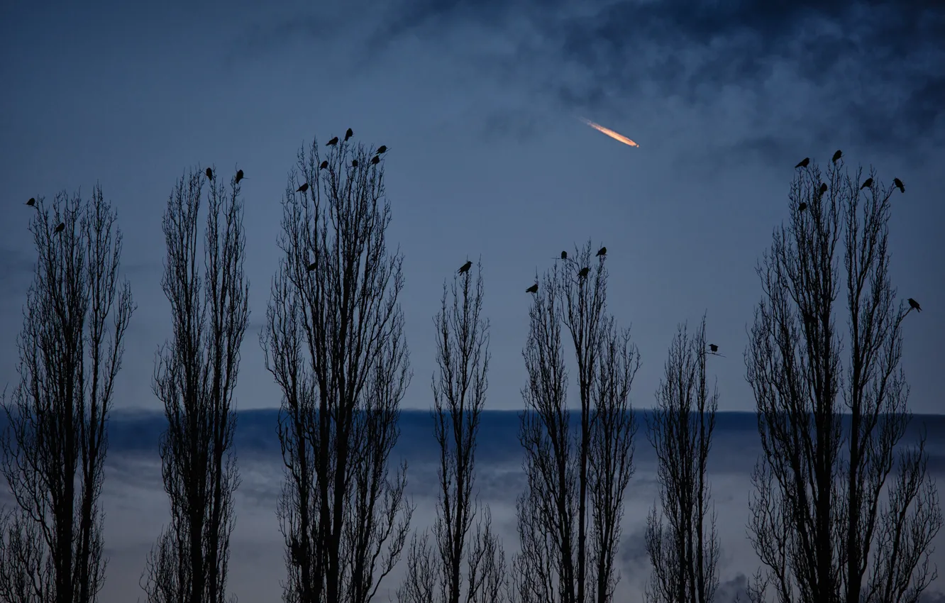 Photo wallpaper the sky, nature, the evening, Germany, crows, the plane, Berlin, poplar