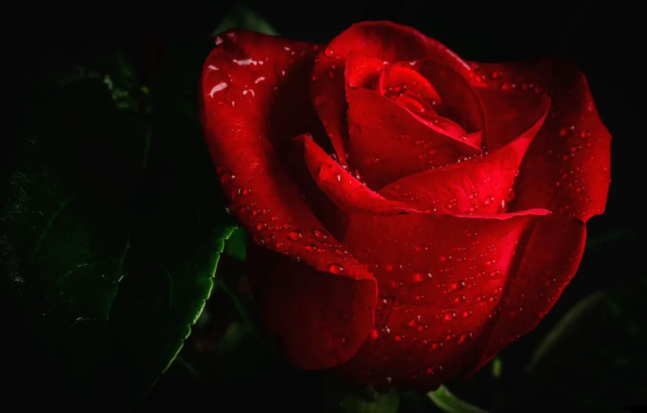 Photo wallpaper roses, red rose, black background