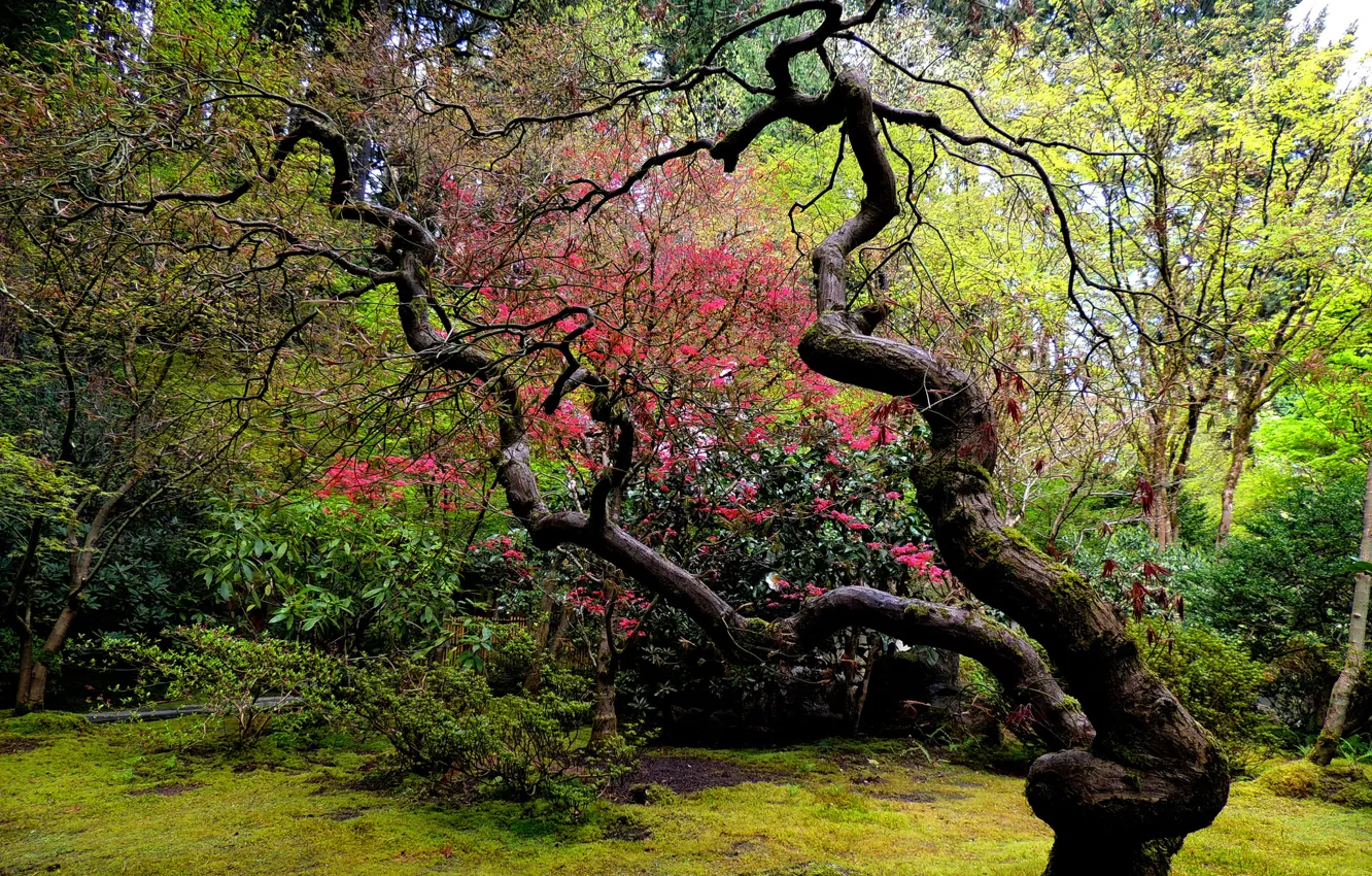 Photo wallpaper trees, garden, Japanese, curved
