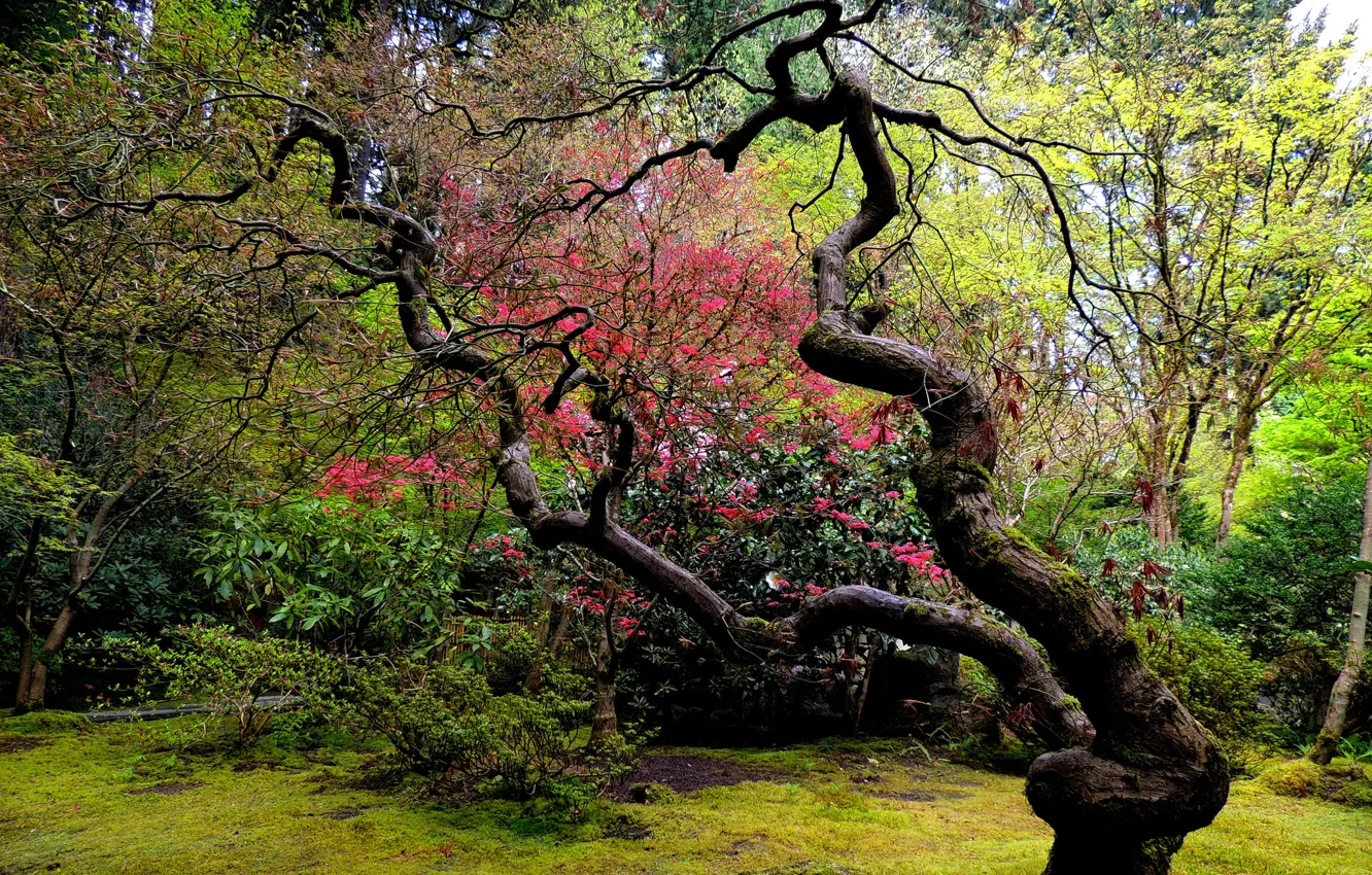 Photo wallpaper tree, garden, Japanese, curved