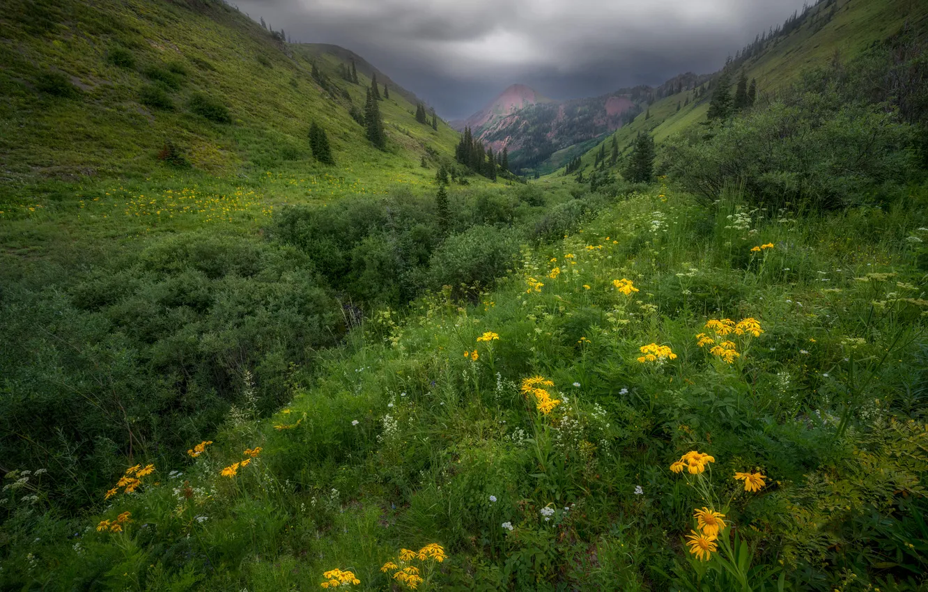 Photo wallpaper greens, flowers, mountains, hills, slope
