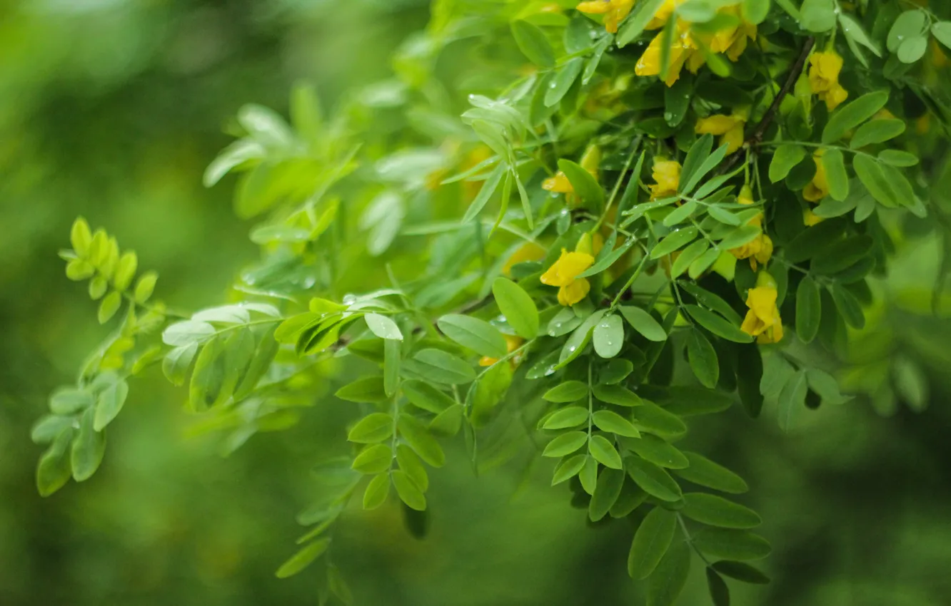 Photo wallpaper greens, flowers, the bushes, Helios