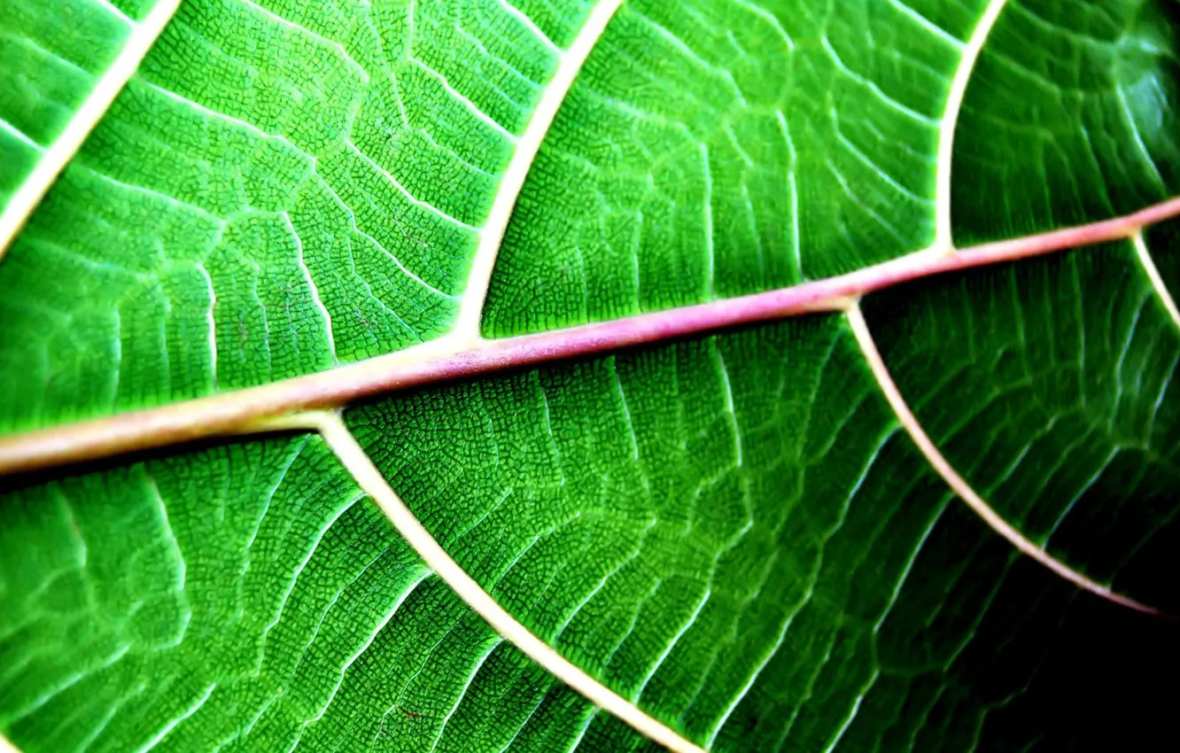 Photo wallpaper summer, veins, green leaf