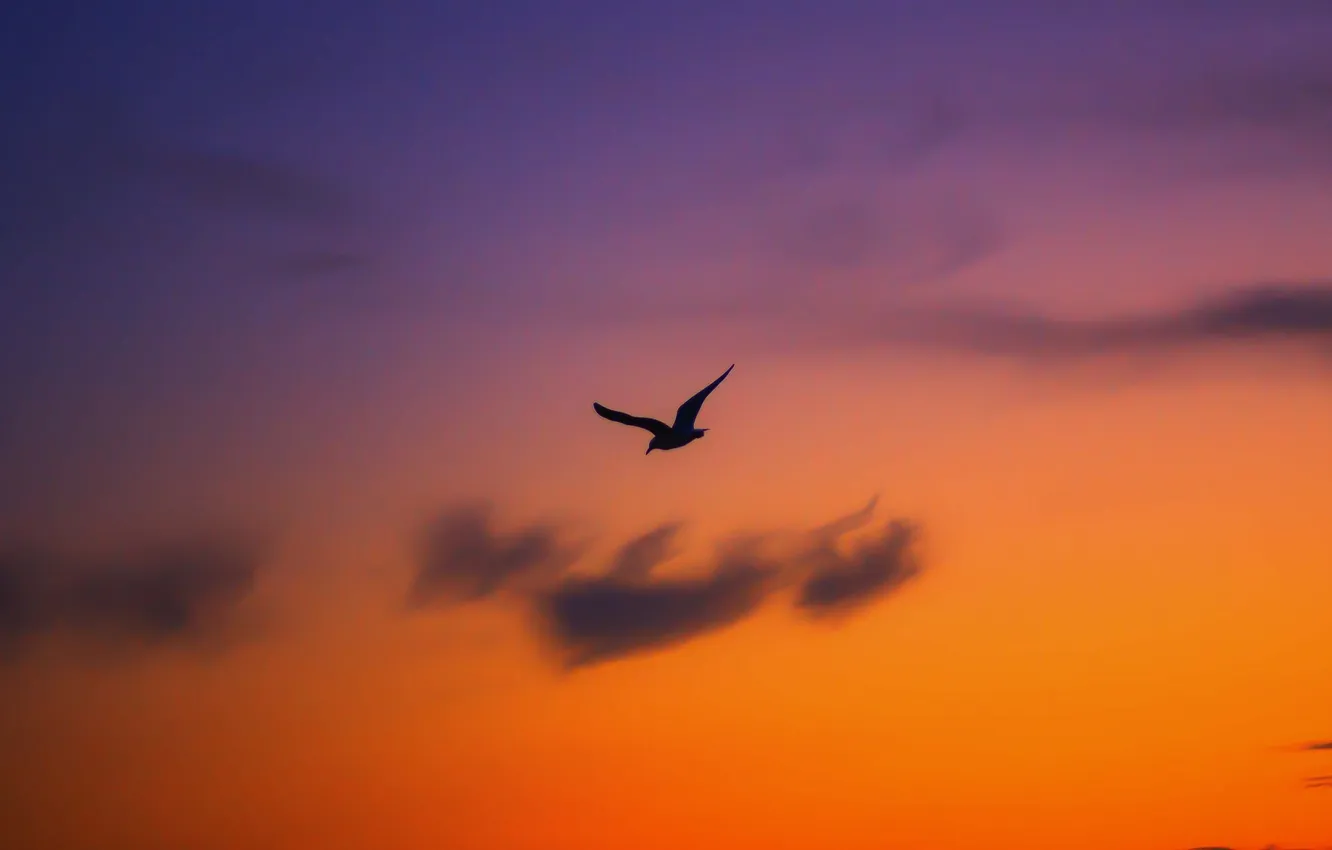 Photo wallpaper the sky, clouds, bird, silhouette, glow
