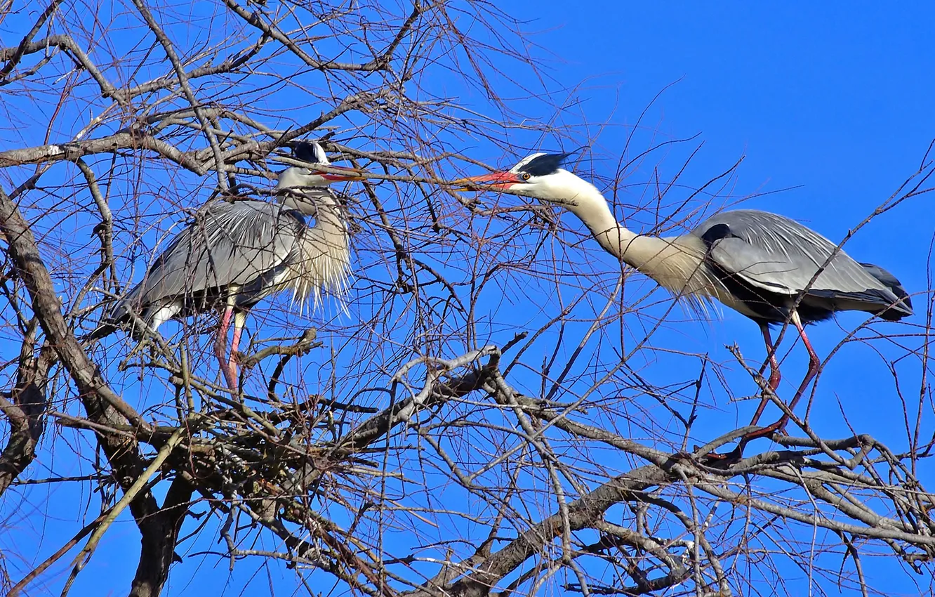 Photo wallpaper the sky, trees, branches, bird, beak