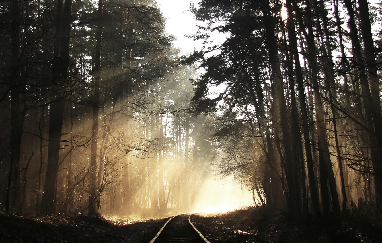 Photo wallpaper forest, trees, rails