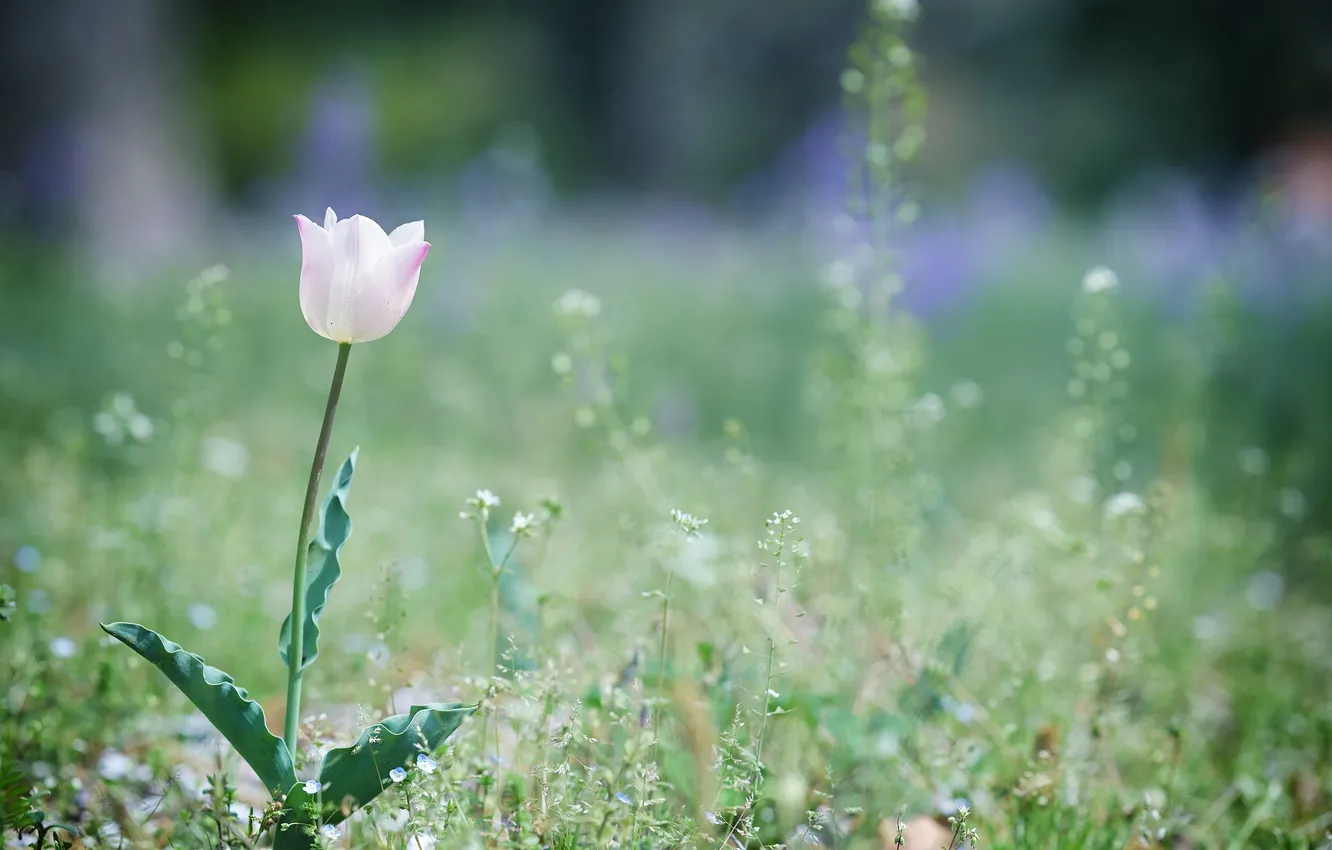 Photo wallpaper leaves, flowers, petals, tulips