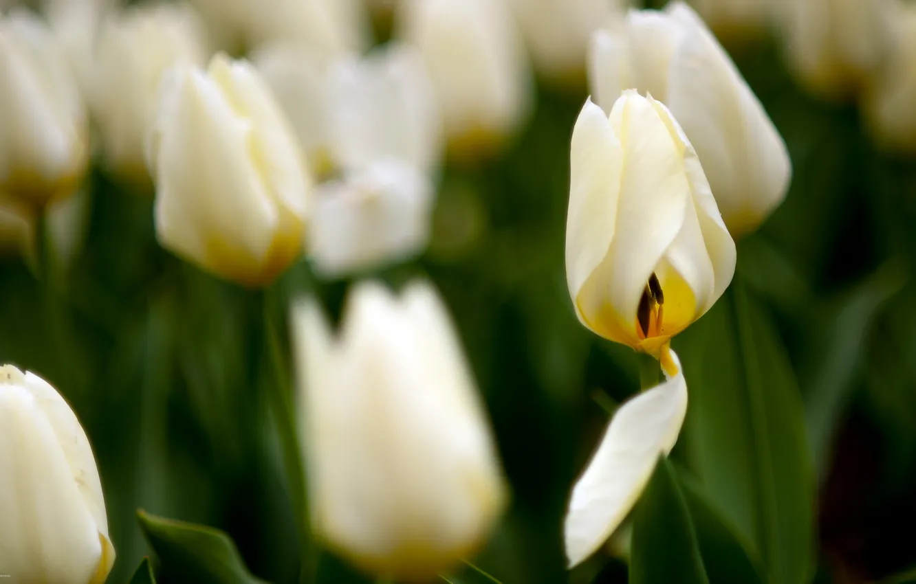 Photo wallpaper macro, nature, tulips