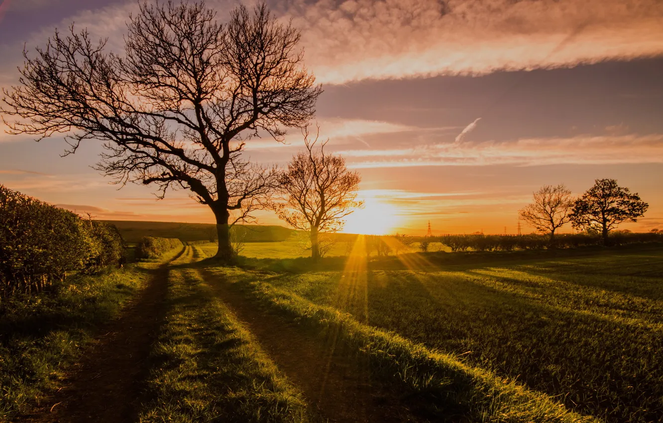 Photo wallpaper field, trees, landscape, sunset