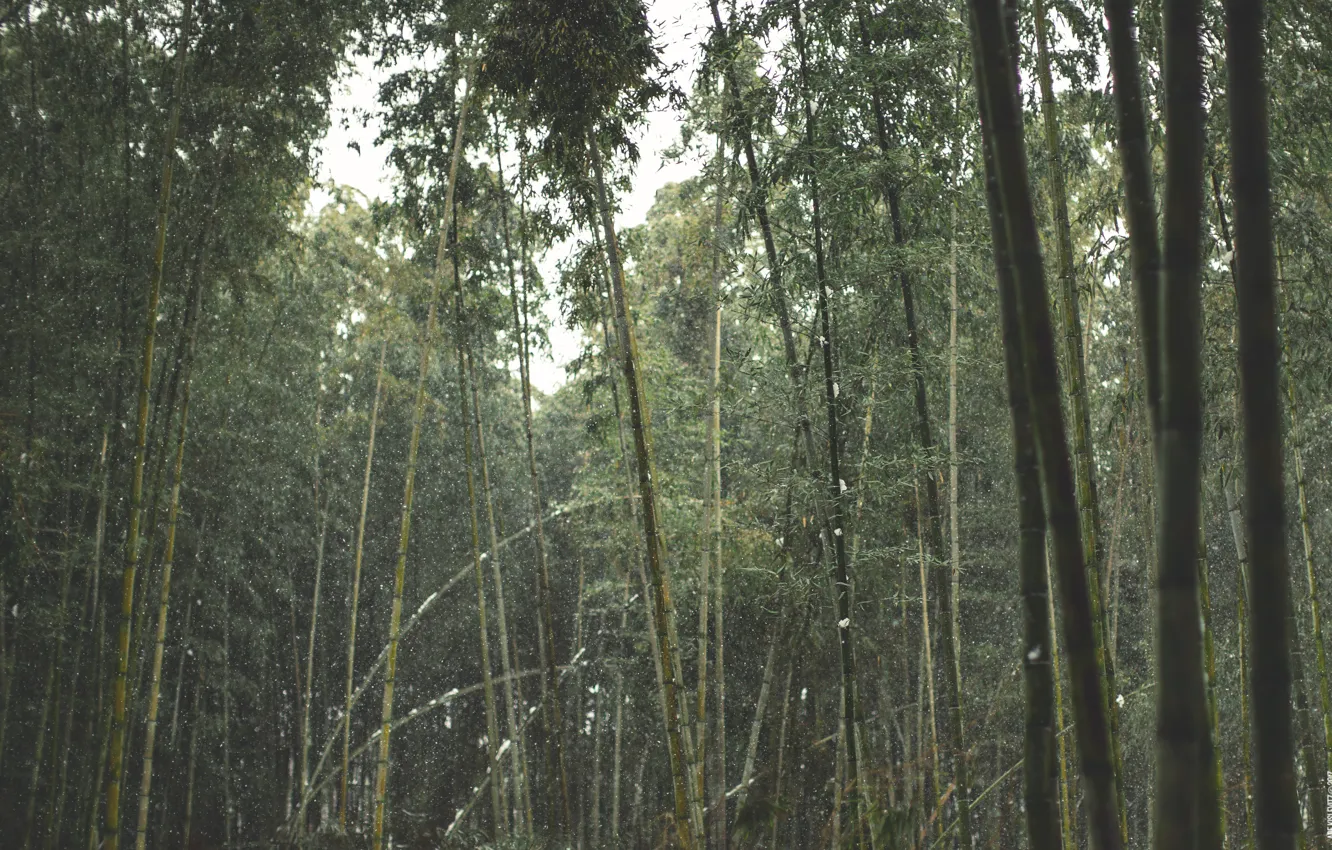 Photo wallpaper forest, leaves, snow, trees, foliage, bamboo, stem, trunk