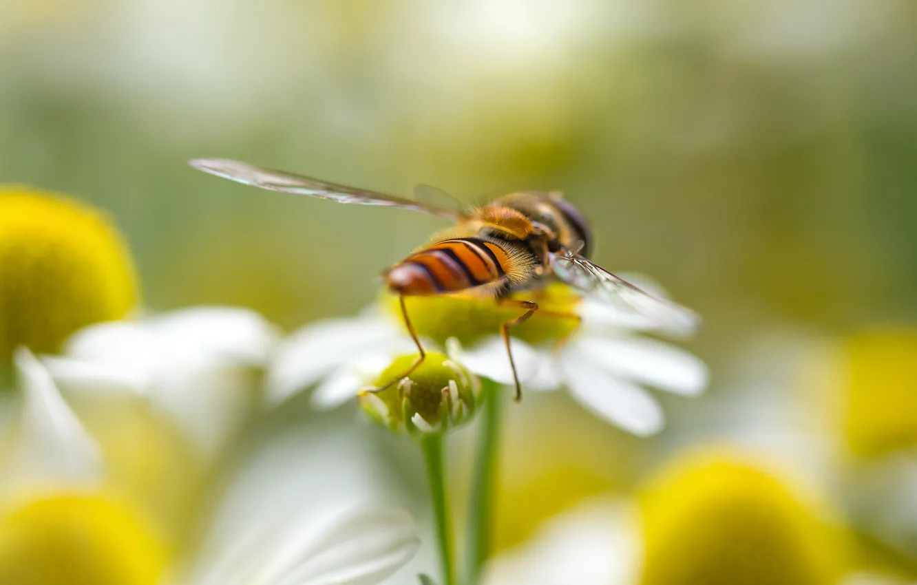 Photo wallpaper flowers, petals, insect, drone