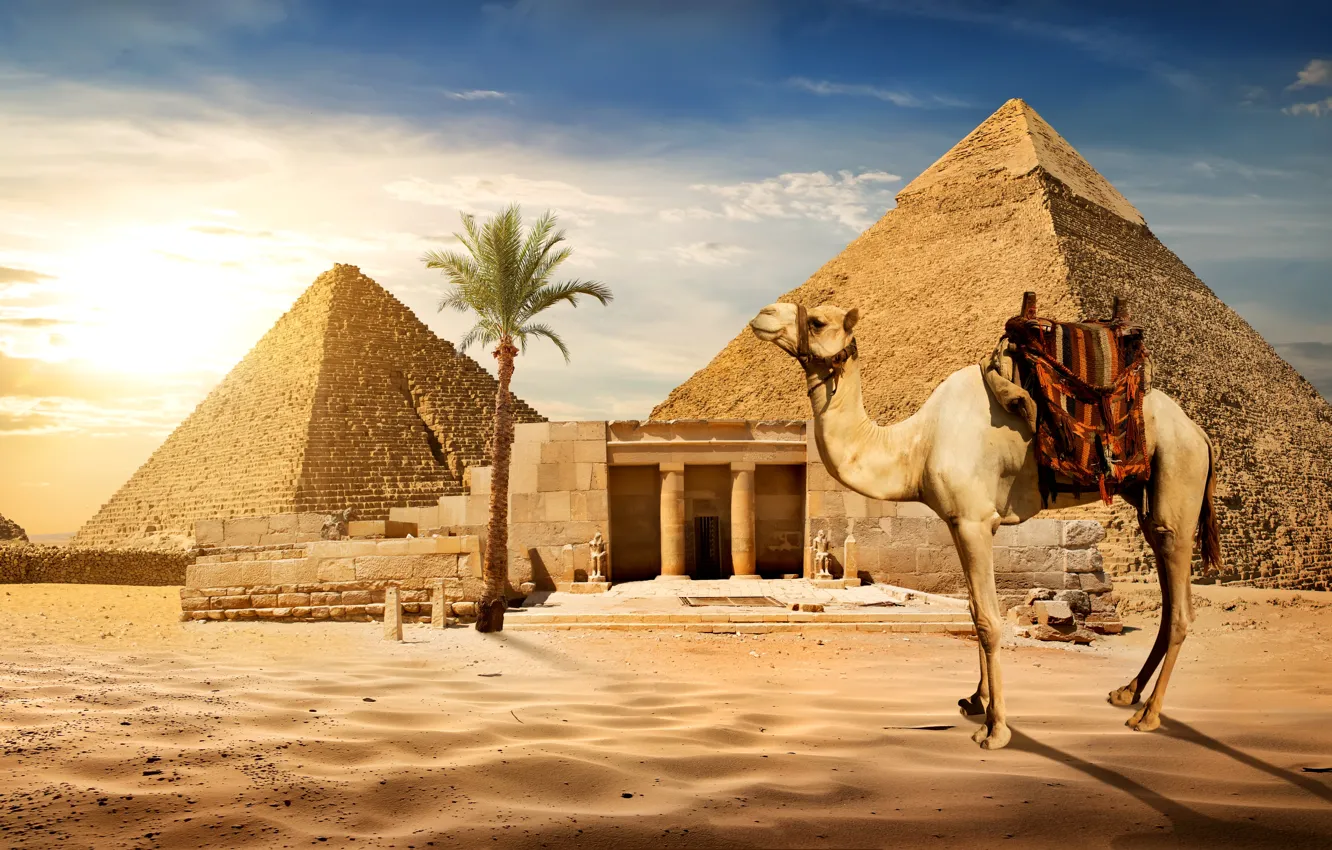 Photo wallpaper sand, the sky, the sun, Palma, stones, desert, camel, Egypt
