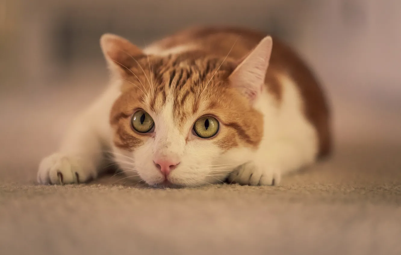 Photo wallpaper cat, look, pose, white-red