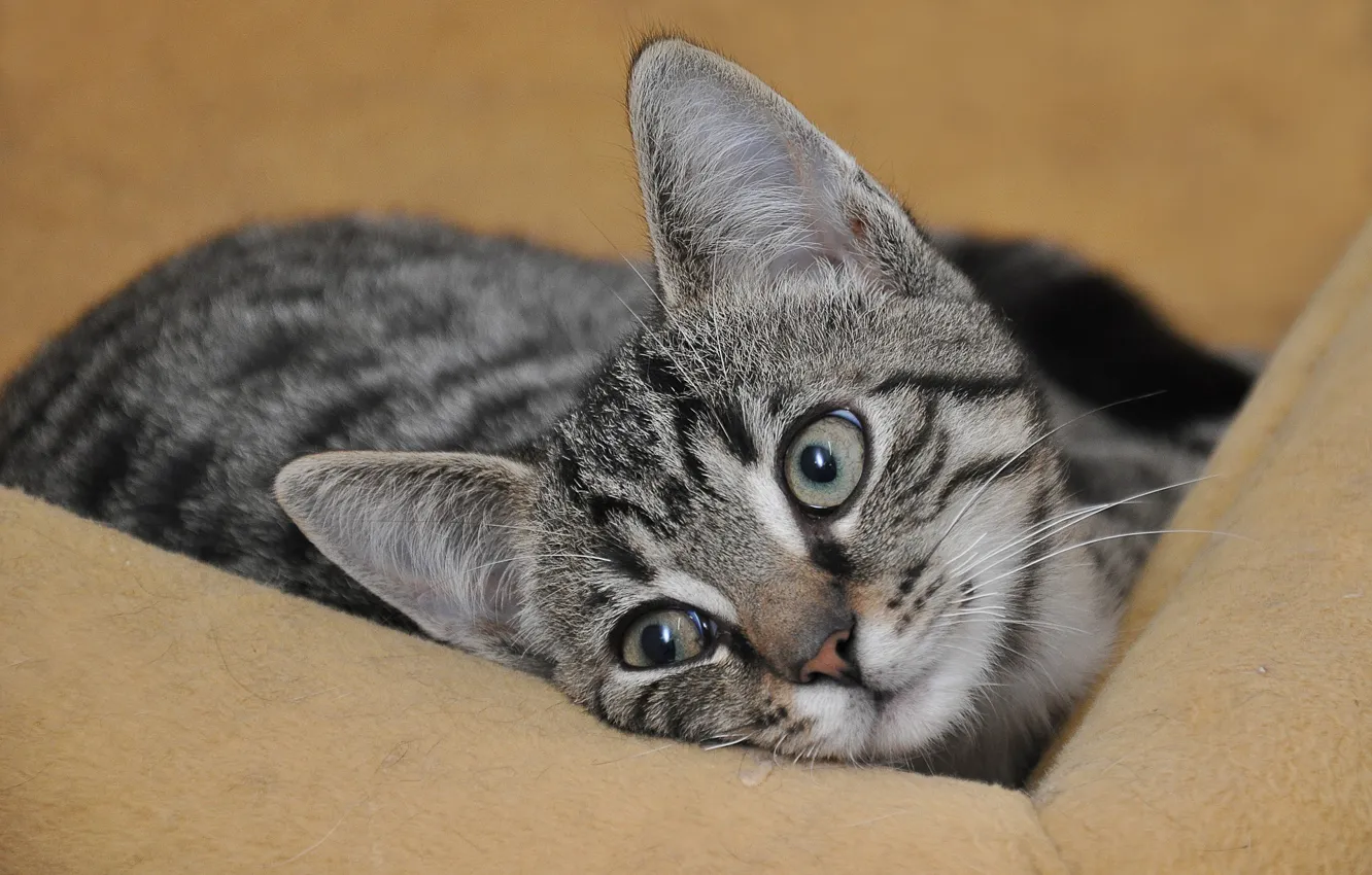 Photo wallpaper cat, eyes, muzzle