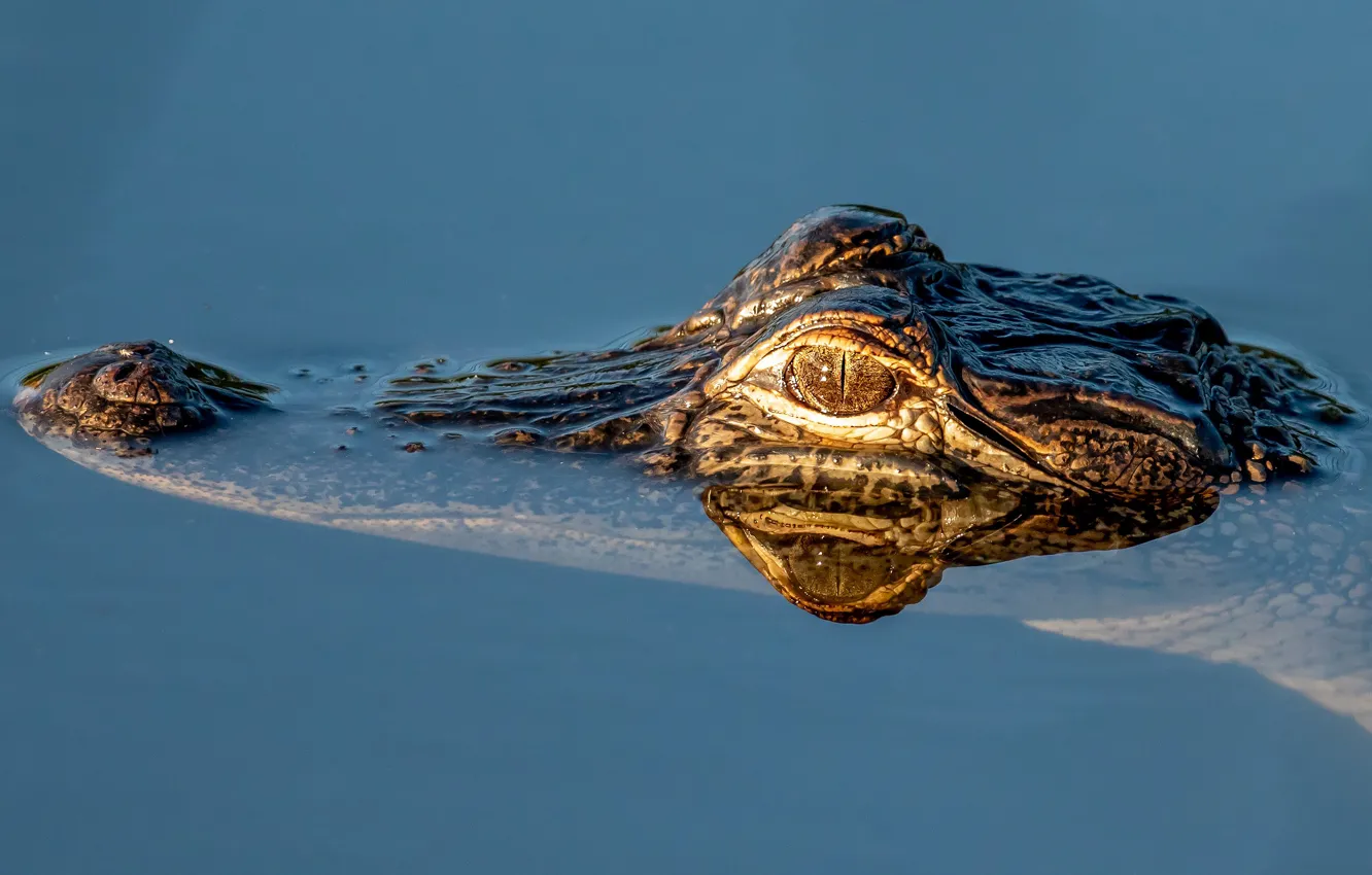 Photo wallpaper look, face, water, reflection, crocodile, bathing, pond, blue background