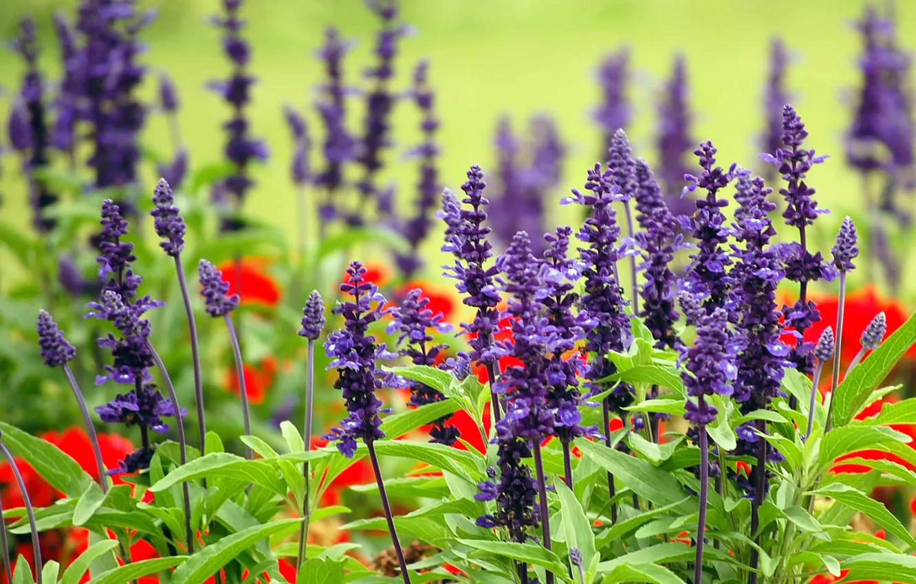 Photo wallpaper flowers, meadow, Australia, Sydney, lavender, Royal Botanic gardens
