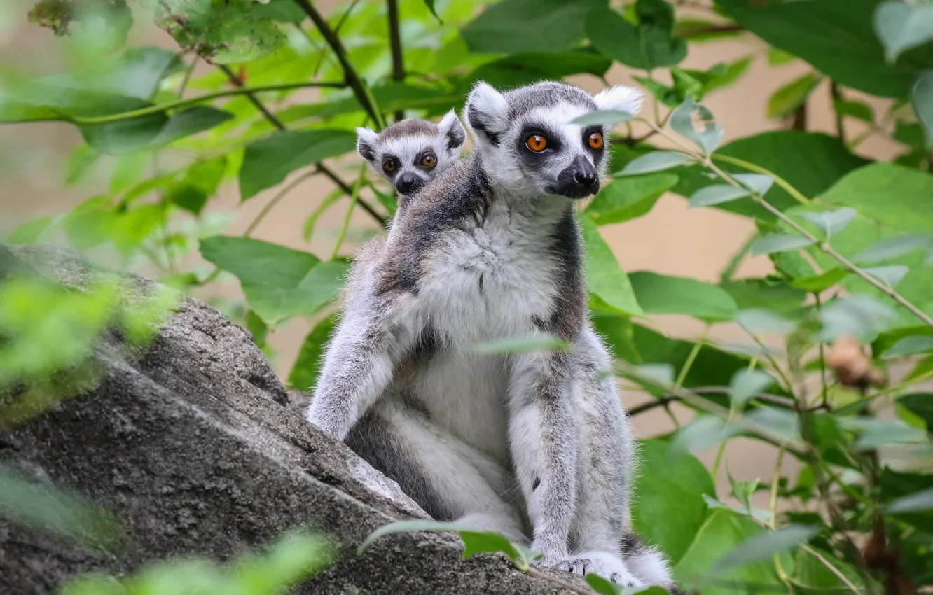 Photo wallpaper leaves, trees, baby, lemur, cub, mom