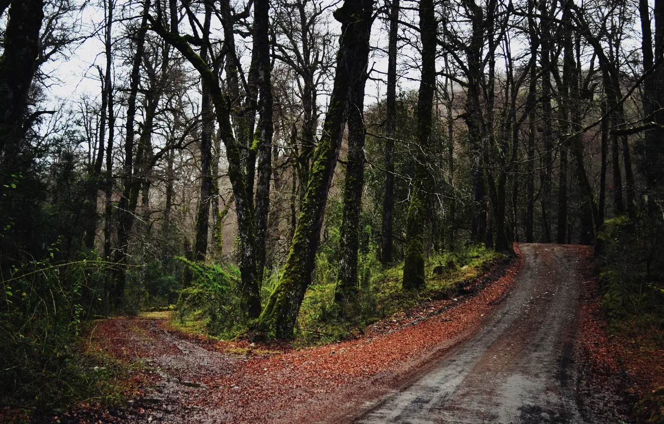 Photo wallpaper road, autumn, forest, nature