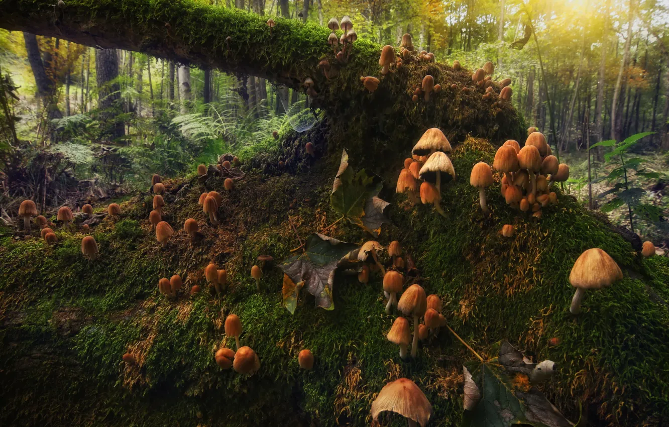 Photo wallpaper forest, mushrooms, moss, hill, snag, log, a lot, family