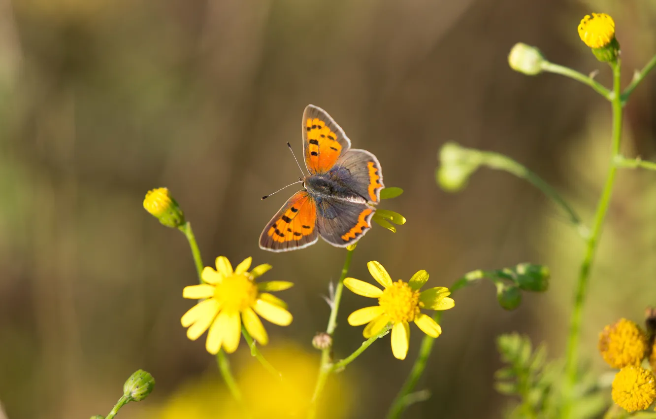 Photo wallpaper macro, flowers, background, pattern, butterfly, orange, yellow, insect