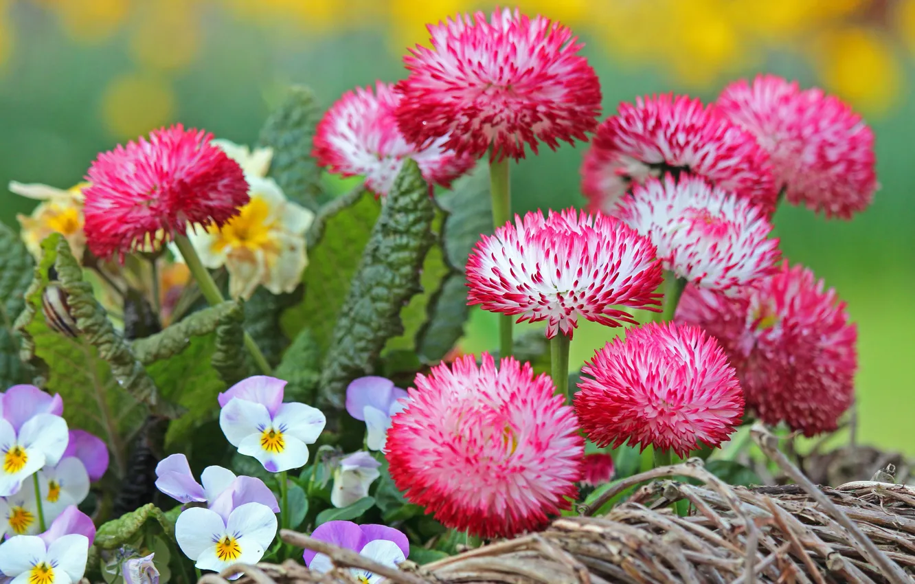 Photo wallpaper flowers, Pansy, Daisy, close-up, pink