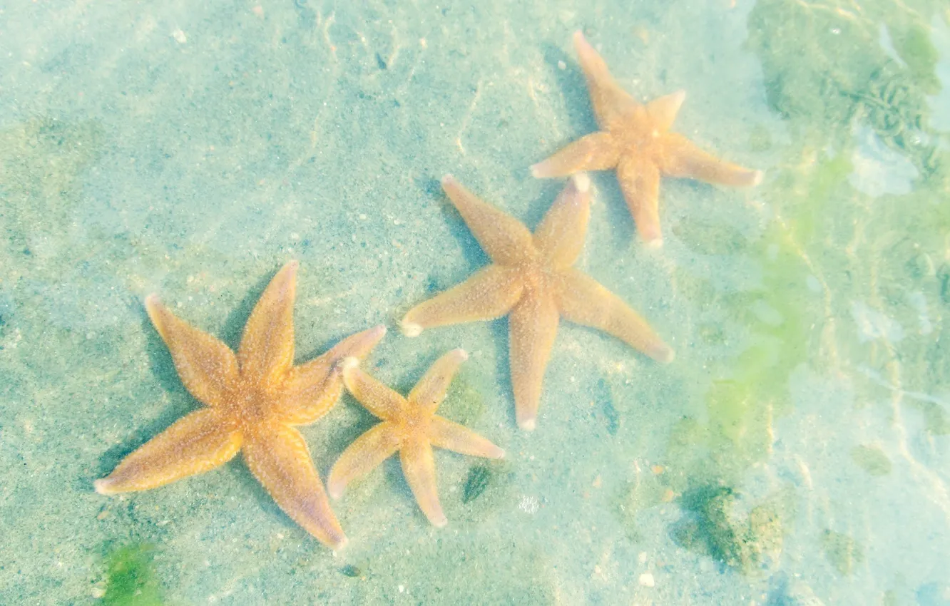 Photo wallpaper starfish, The white sea, water