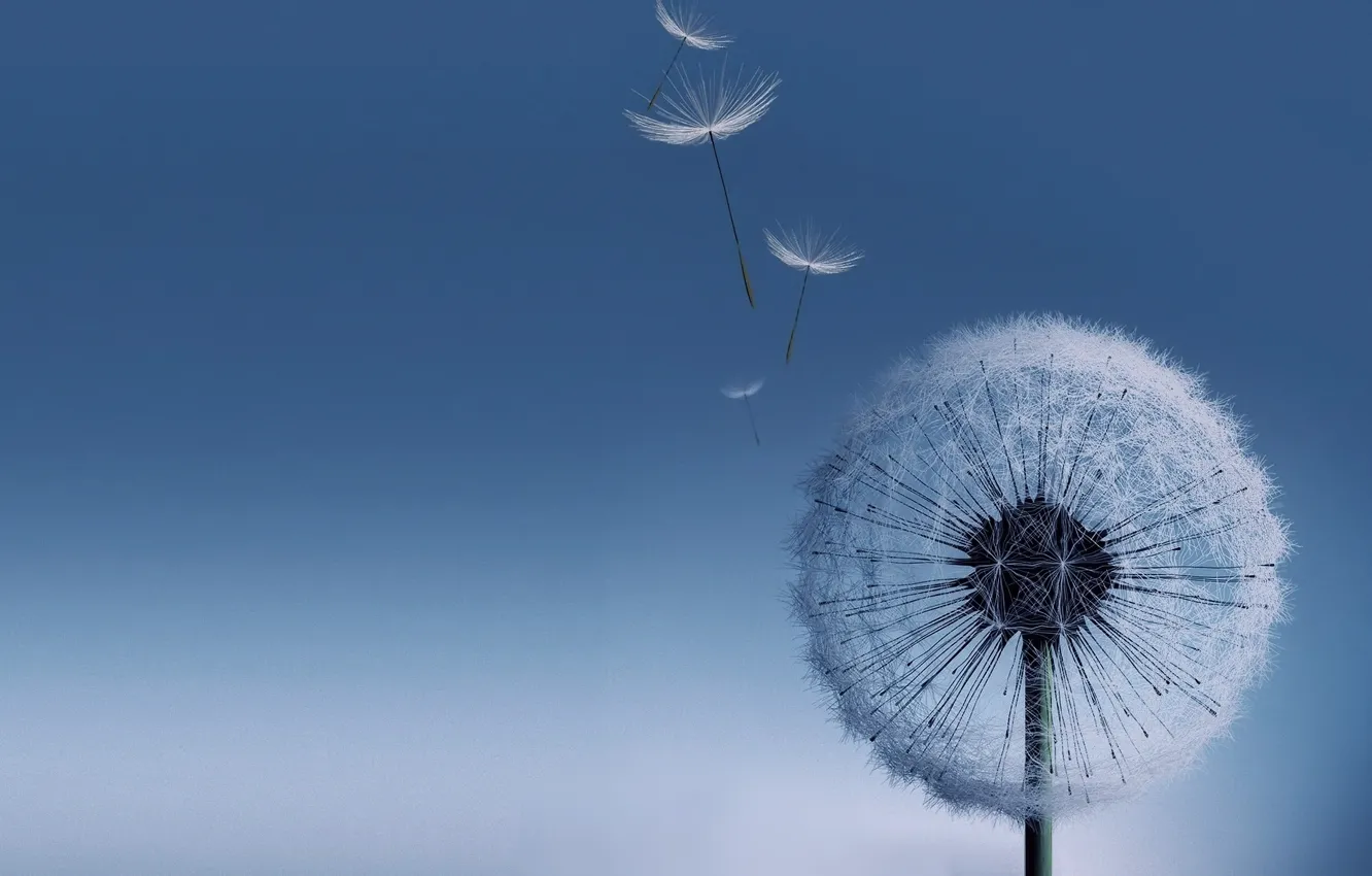 Photo wallpaper dandelion, Galaxy S3, dandelion