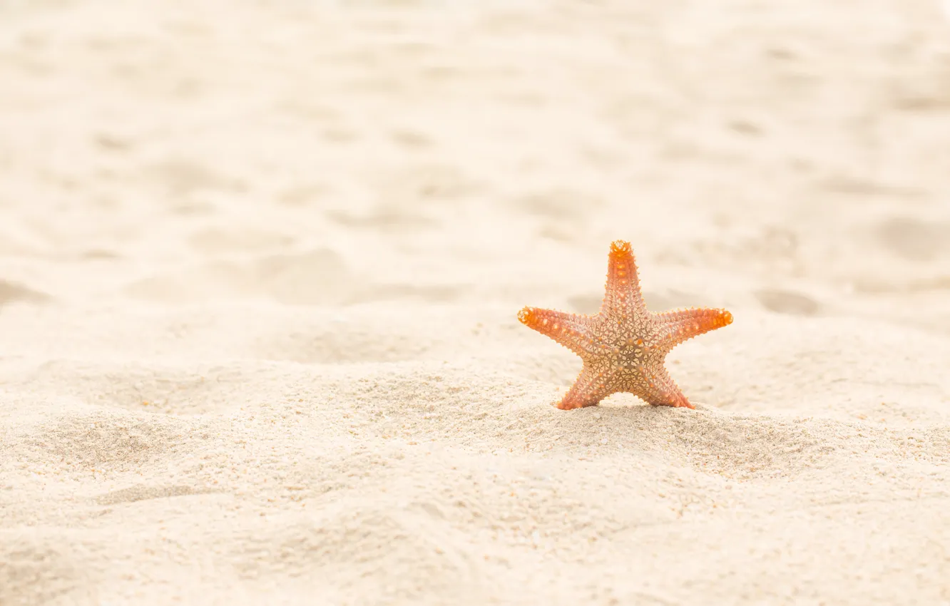 Photo wallpaper sand, beach, summer, star, summer, beach, sand, marine