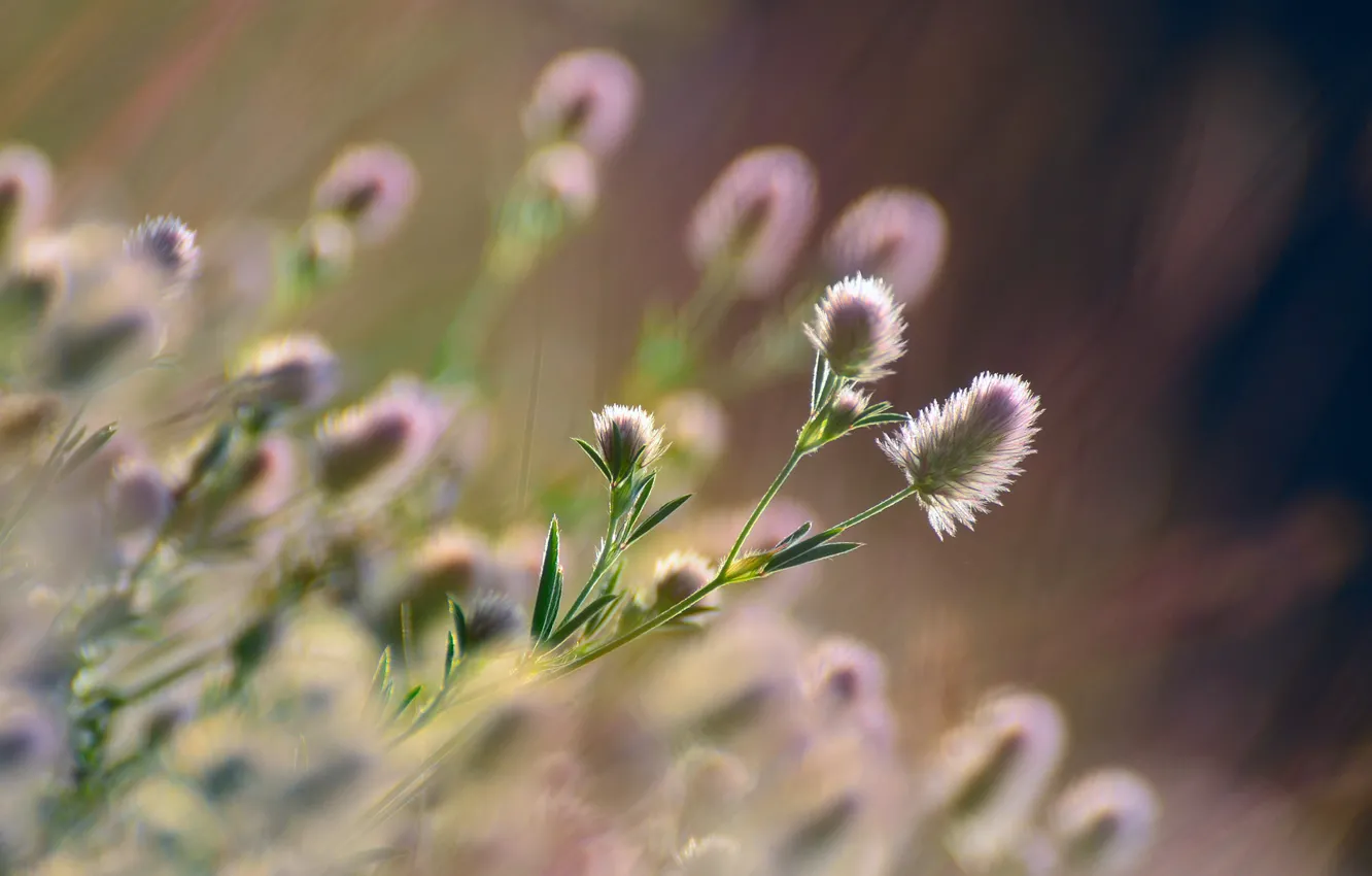 Photo wallpaper grass, the sun, macro, flowers, nature, bokeh