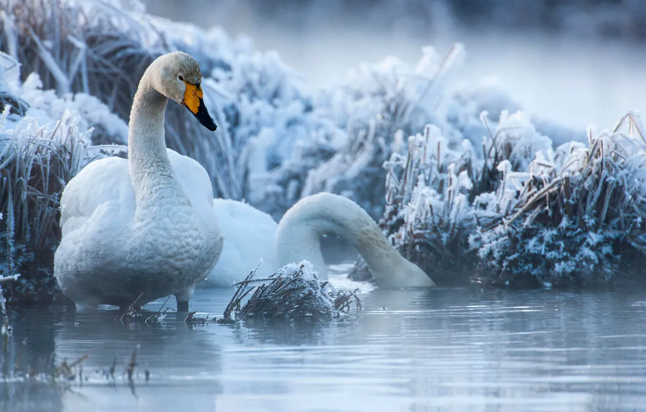 Photo wallpaper winter, frost, grass, bird, pair, swans, pond