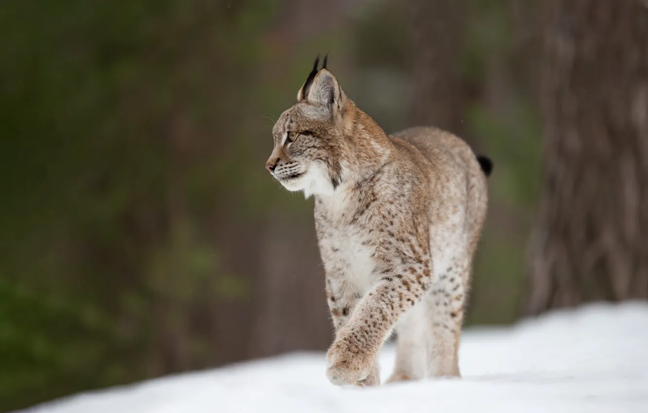 Photo wallpaper winter, snow, trees, nature, pose, walk, lynx, bokeh