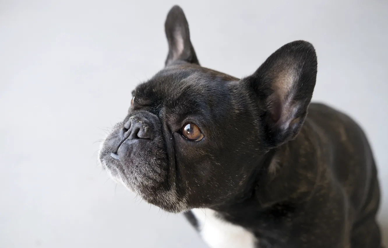 Photo wallpaper look, each, dog