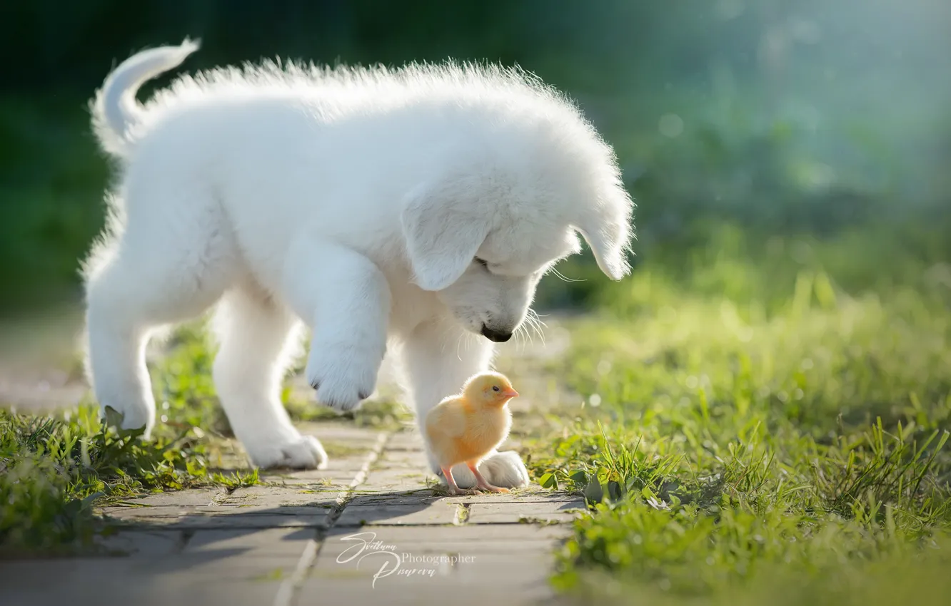 Photo wallpaper dog, puppy, chick, chicken, familiarity, Svetlana Pisareva