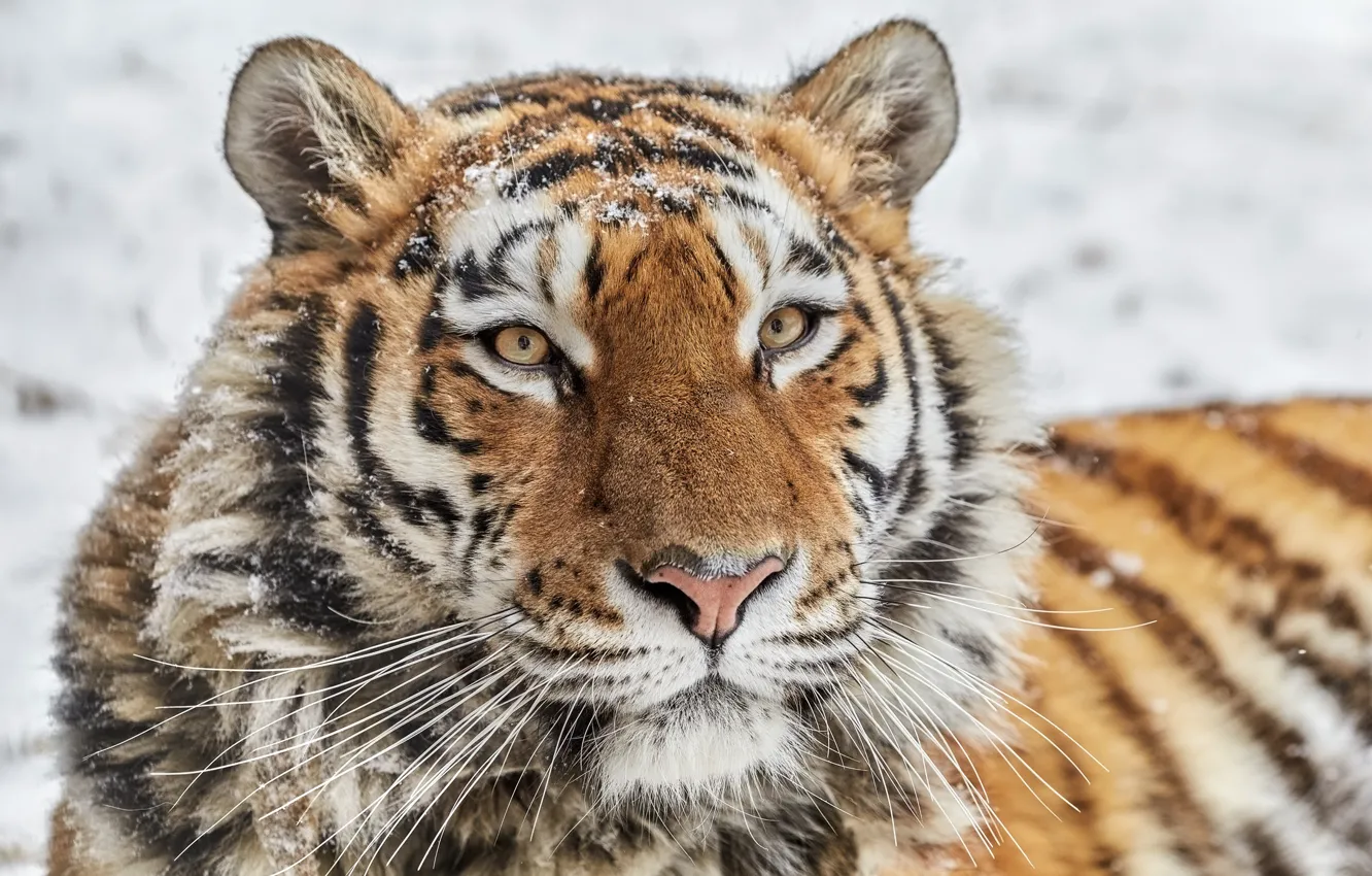 Photo wallpaper look, face, wild cat, tigress