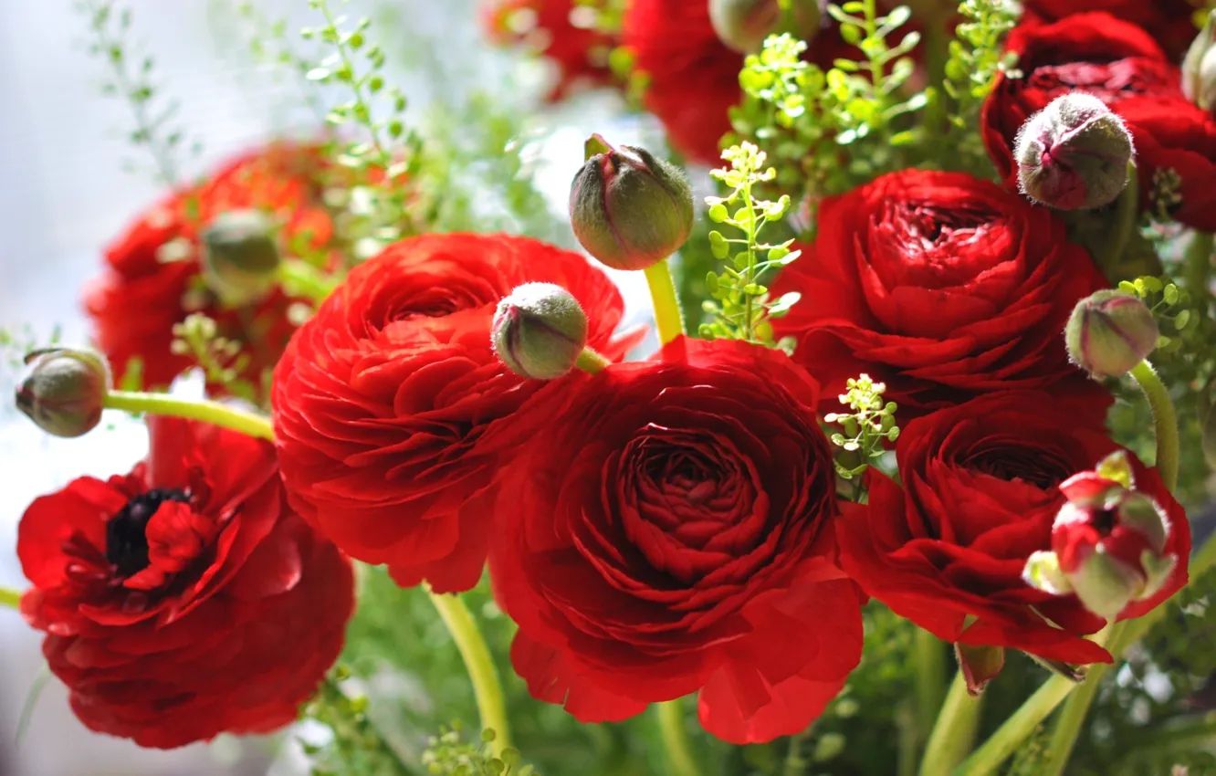 Photo wallpaper flowers, red, petals, buds, Ranunculus, Asian Buttercup